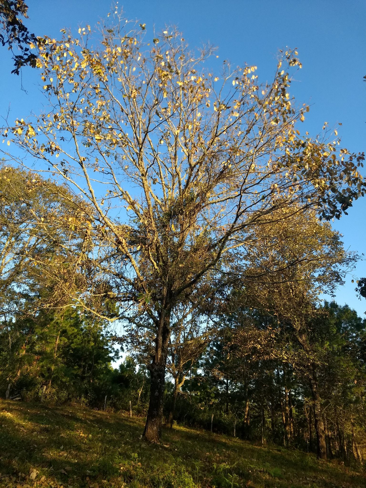 Quercus candicans